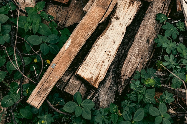 Free photo photo of wood texture pattern