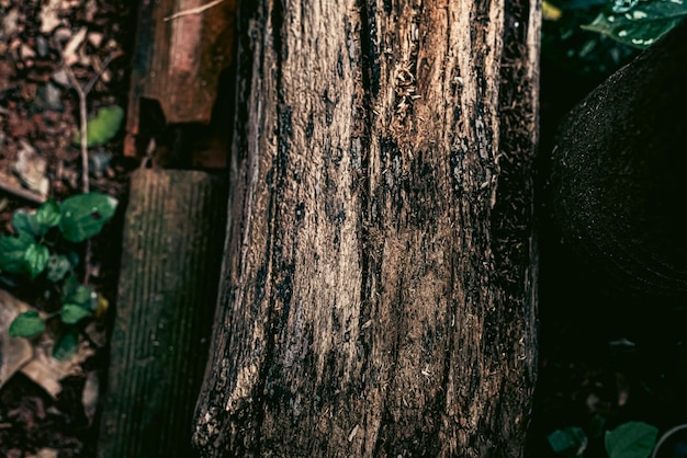 Free photo photo of wood texture pattern