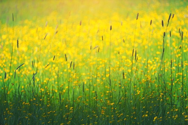 Photography of yellow petaled flowers field