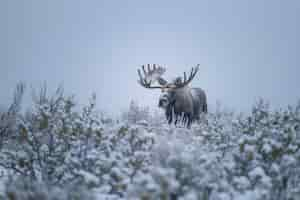 Free photo photorealistic moose in the wild