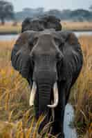 Free photo photorealistic scene of wild elephants