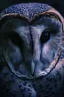 Free photo photorealistic view of owl bird at night