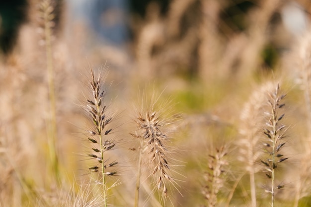 Free photo phragmites waving in the breeze