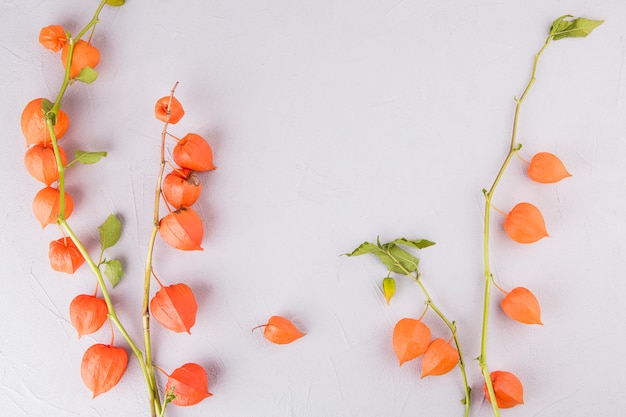 Free photo physalis branches scattered on white table