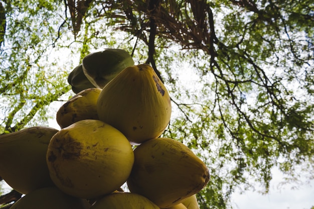 Free photo picked bunch of coconuts hung from a tree