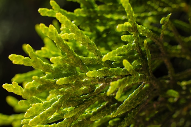 Picture of a large green bush grows near the trees, picture with a focus on a small twig with a fly on it