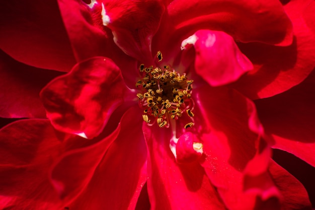 Free photo the picture of a large red rose blossomed, the photo from the inside. wallpaper, background for postcard.