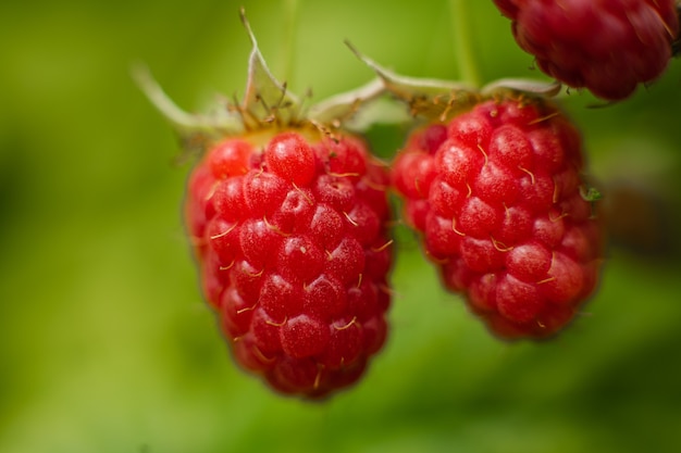 Free Photo picture of raspberry berries ripened on a branch in the forest. a few pink berries hang on a branch with blur background