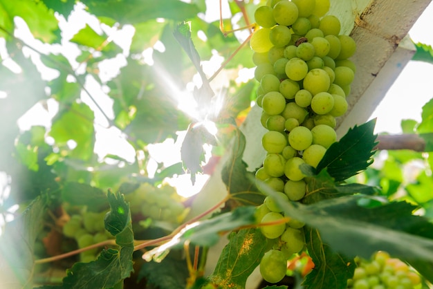 Free photo picture of ripe white grape branch, grape leaves background, tasty sweet fruits, warm sunlight through fresh green grapes leaves, vine produce, winery industry, vines valley