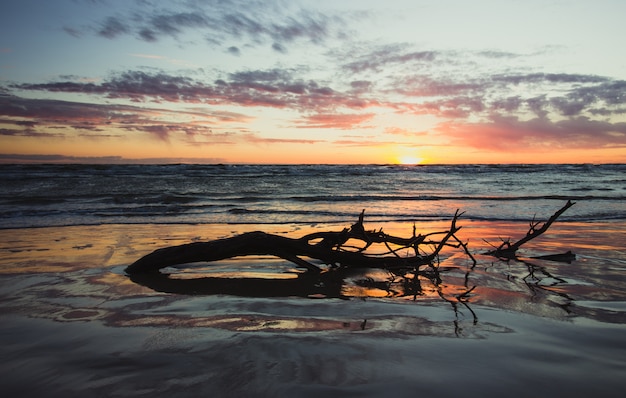 A piece of tree with branches half drowned in the ocean water during sunset