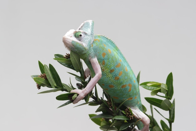 Free Photo pied veiled chameleon female closeup on branch pied veiled chameleon closeup on grey background