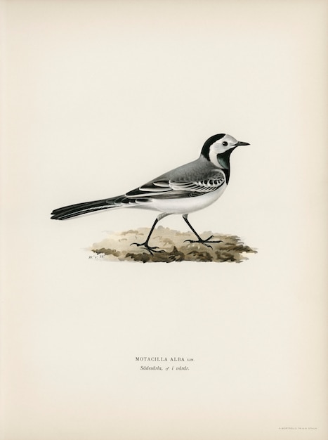 Pied Wagtai Male  (MOTACILLA ALBA) illustrated by the von Wright brothers.