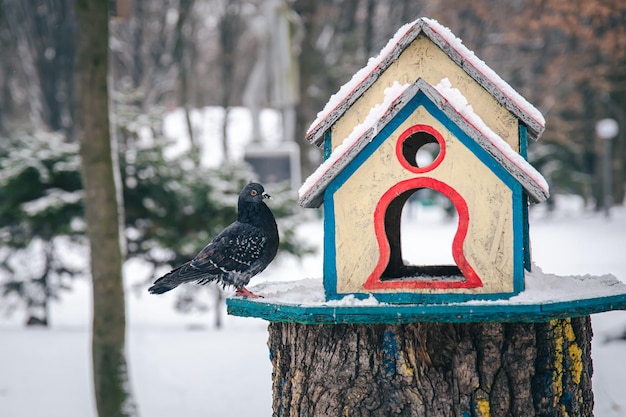 Free Photo pigeon near a bright wooden feeder in the winter forest