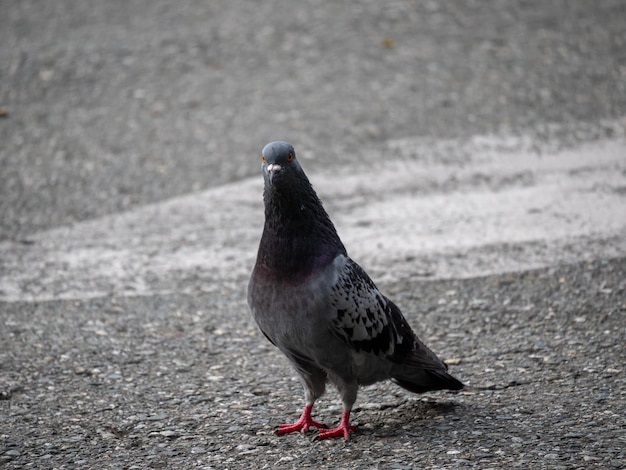 Pigeon, Species of Birds in the family Columbidae