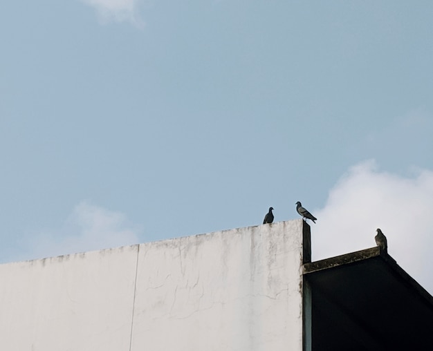 Free Photo pigeons on a roof