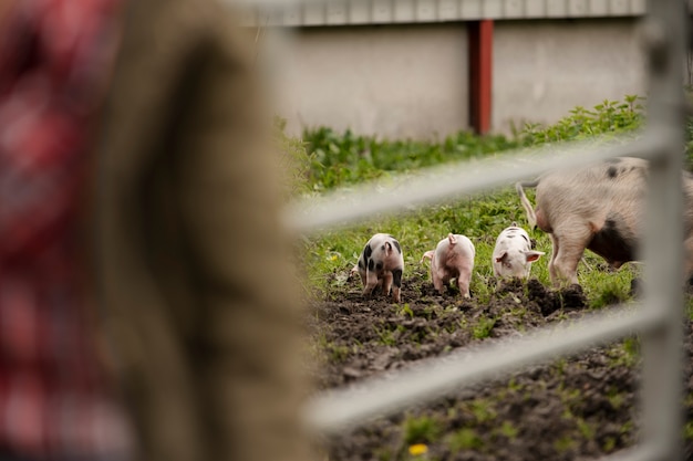 Free Photo pigs grazing outdoors