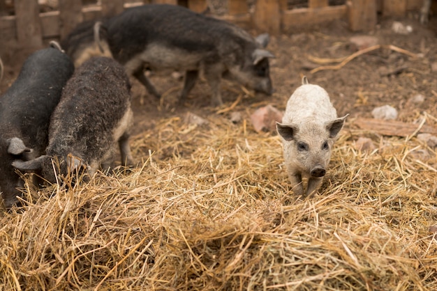 Pigs in the sty of a farm