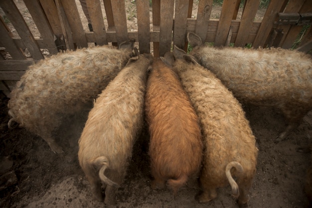 Free Photo pigs in the sty of a farm