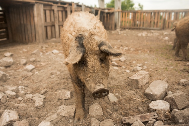 Free photo pigs in the sty of a farm