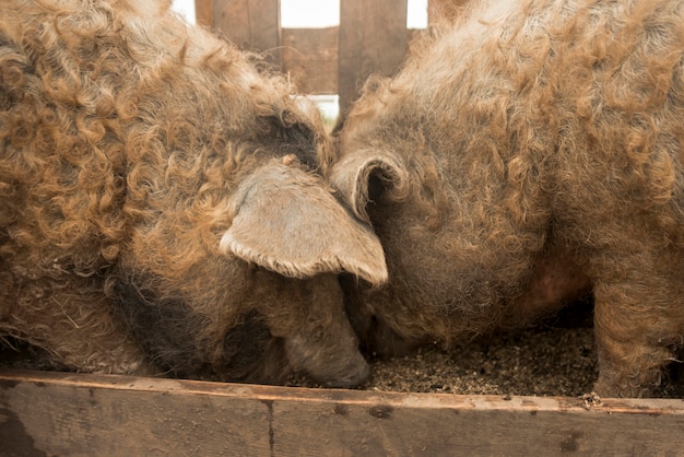 Free photo pigs in the sty of a farm