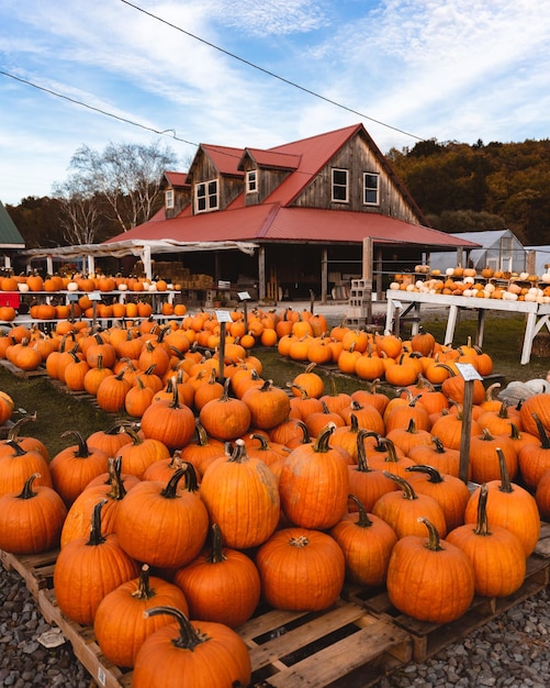 Free Photo pile of bright orange pumpkins in the yard and a private house in nature in autumn