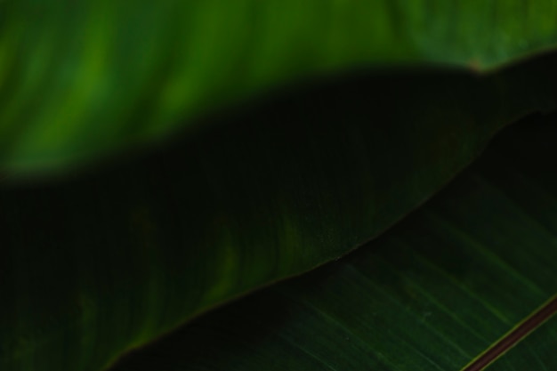 Free photo pile of green leaves