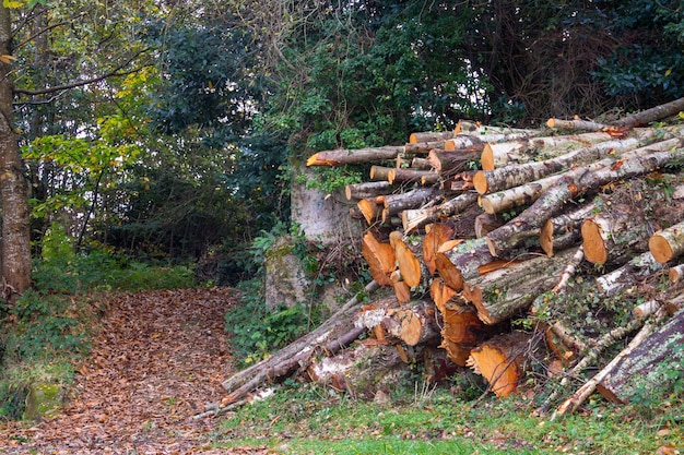 Free photo pile of logs in a green forest