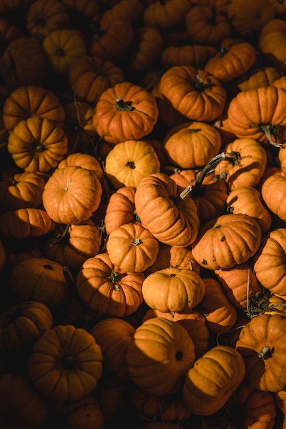 Free photo pile of pumpkins