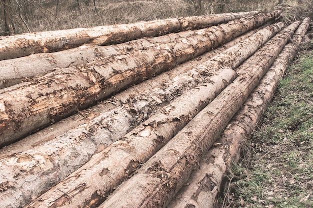 Pile of tree logs in a forest - deforestation concept