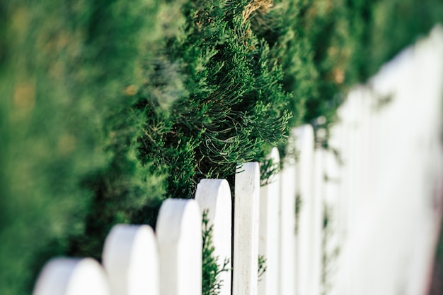 Free photo pine branches and white wooden fence