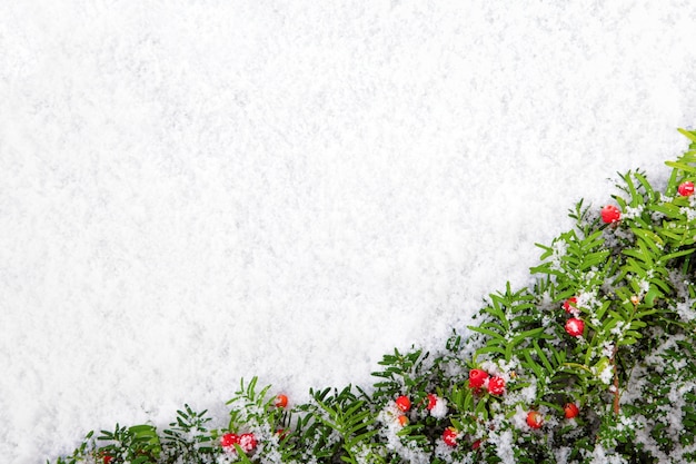 Free photo pine branches with red berries on snow