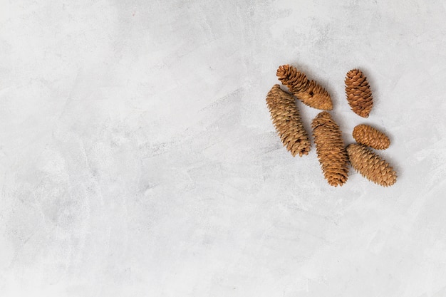 Free Photo pine cones