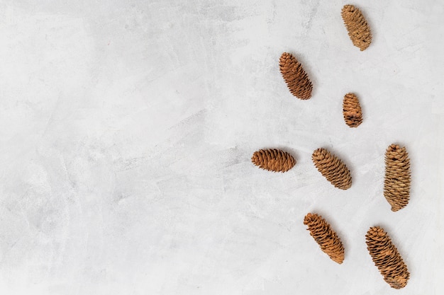 Free photo pine cones