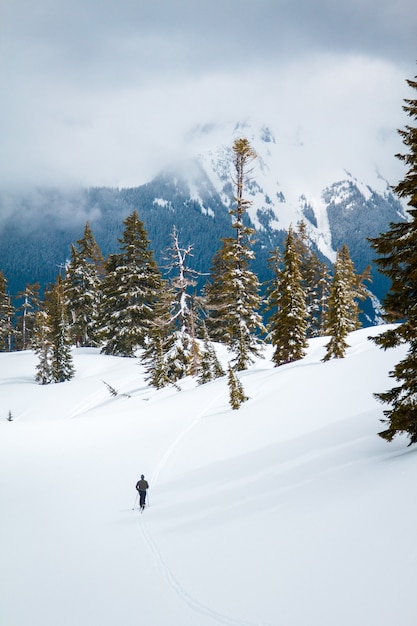 Pine forest covered in the snow with mountains covered in fog and forests on the backgroun