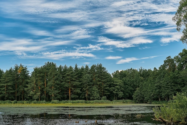 Free photo pine forest northern forest and forest lake blue sky with summer clouds nature background horizontal frame idea for wallpaper or banner about forest ecosystem