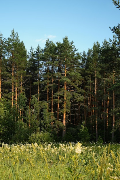 Free photo pine forest at sunset vertical frame background idea for wallpaper or phone