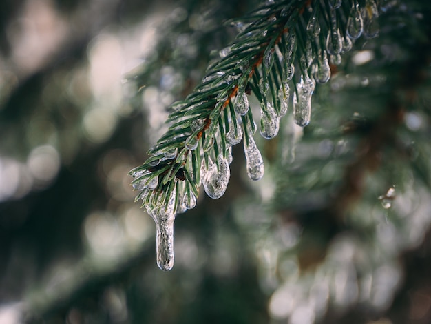 Free photo pine tree branch covered with frozen water droplets