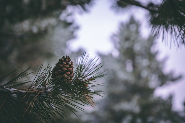 Free photo pine tree closeup photo