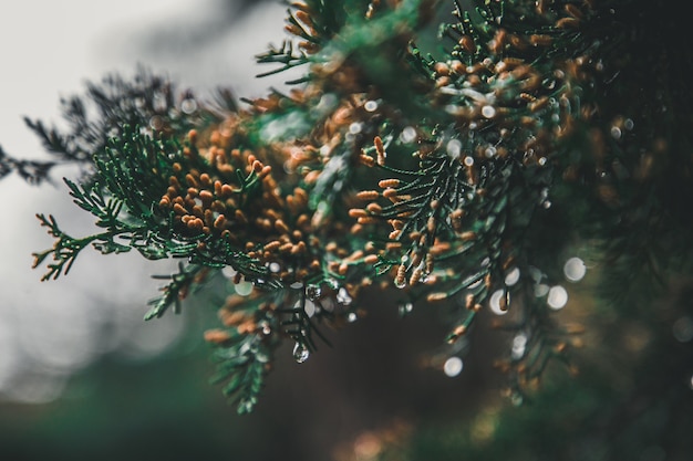 Pine tree closeup