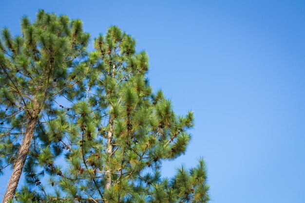 Pine tree and cones over blue sky