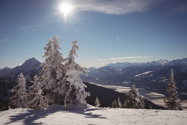 Pine tree covered with snow during winter