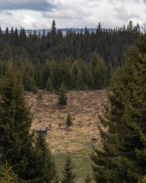 Free Photo pine tree forest landscape