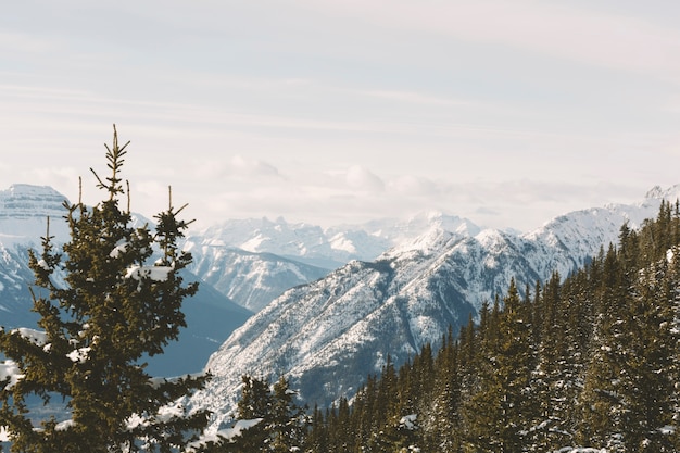 Free photo pine tree forest in mountains