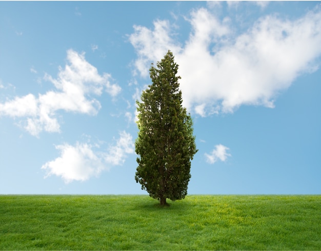 Pine tree in middle of a field