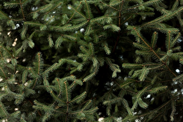 Pine tree with snow