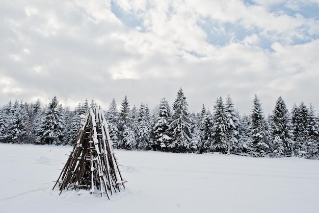 Pine trees covered by snow Beautiful winter landscapes Frost nature