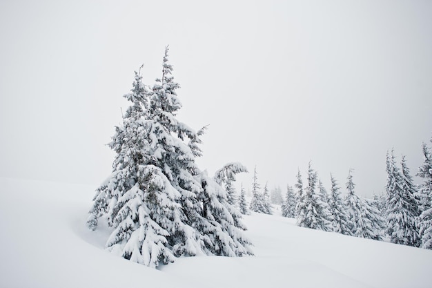 Pine trees covered by snow on mountain Chomiak Beautiful winter landscapes of Carpathian mountains Ukraine Frost nature