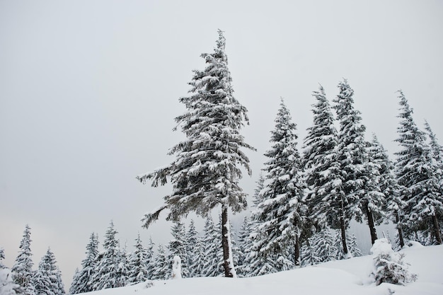 Pine trees covered by snow on mountain Chomiak Beautiful winter landscapes of Carpathian mountains Ukraine Frost nature