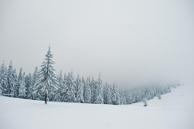 Pine trees covered by snow on mountain Chomiak Beautiful winter landscapes of Carpathian mountains Ukraine Frost nature