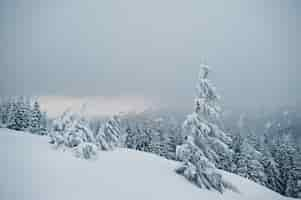 Free photo pine trees covered by snow on mountain chomiak beautiful winter landscapes of carpathian mountains ukraine majestic frost nature